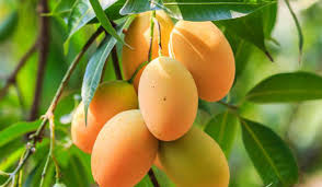 আম রপ্তানির নতুন বাজার হতে পারে চীন